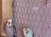 Young budgies for sale.all colours