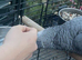 African grey for sale