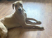 Saluki bull lurcher