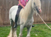 13hh riding gelding