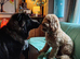 ***FERN RESCUE * 1 YR OLD CAUCASIAN SHEPARD***