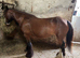 Beautiful cob mare