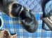 2 Male Guinea pigs 6mths complete C&C set up