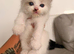 2 left Seal bicolour & seal point ragdolls