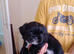 5 beautiful puppies