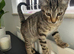 Kitten to rehome