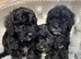 Black Cavapoo puppies