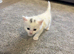Beautiful kittens o