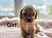3 lovely cockapoo puppies ready to leave from 1st June
