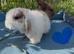 1 baby male mini lop left