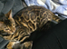 Beautiful bengal female 7 months old