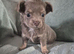 Long Haired KC Reg Chihuahua puppies
