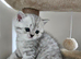 British Shorthair kittens!!