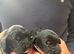 Beautiful Cockapoo Puppies – 3 Boys & 3 Girls We are delighted to offer our gorgeous litter of 6 Cockapoo puppies looking for their forever homes.
