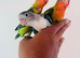 Hand reared lovebirds for sale
