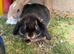 2 x 6 Month Old Boy Bunnies