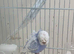Budgies