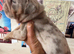English bulldog puppies for sale males and females