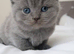 ️ Kittens Arriving Soon ️