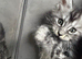 Maine coon kittens for sale cash on collection only