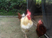 9 month old black tip cockerel free to good home