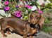 Mini dachund