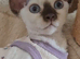 Beautiful Devon Rex Girl – Ready for Her Forever Home