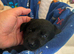 Labrador puppies