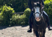 Raine 5yr old mare