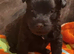 Patterdale puppy
