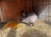 Chocolate Netherland dwarf