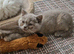 Female tortie British Shorthair kitten