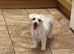 Bichon frise female 4 years