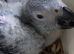 Baby African greys