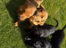 Wonderful red and black Labrador puppies from working lines