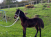 Upstanding colt