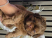 Stunning Imperial Shihtzu Puppies