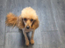 Red/Apricot Toy Poodle