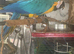Very Large Blue & Gold Macaw – £1,800