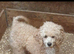 3 beautiful poochon  pups