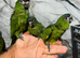 Friendly HandReared Super Tame Hahn Macaw