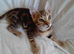 3 Bengal/mixed kittens - 13 weeks old looking for a new home