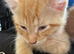 Gorgeous Kittens For Sale