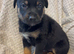 Belgian Mali x German shepherd