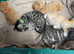 BEAUTIFUL KITTENS TO RESERVE