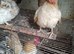 Hatching eggs