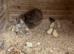 Silkie hen and 12 chicks