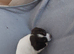 Springer spaniel pups