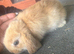 Mini lop doe ( girl )
