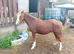2 year old filly